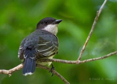 Eastern Kingbird