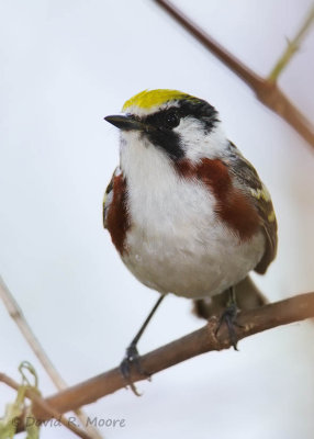 Chestnut-sided Warbler