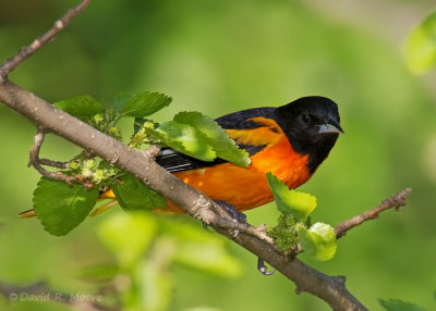 Baltimore Oriole