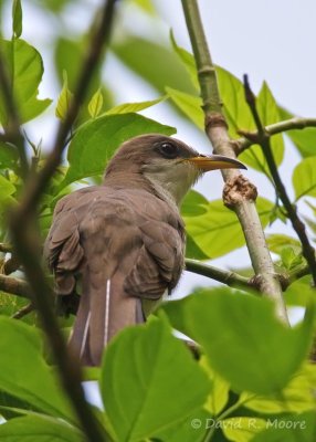 Yellow-billed Cuckoo