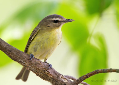 Philadelphia Vireo