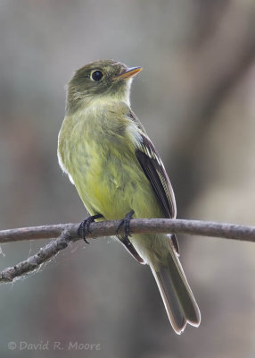 Empidonax sp.
