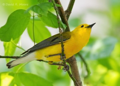 Prothonotary Warbler
