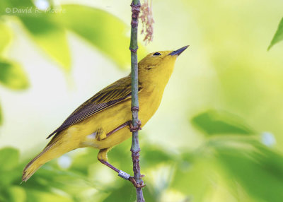 Yellow Warbler