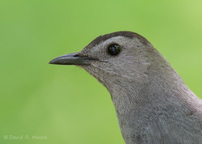 Gray Catbird