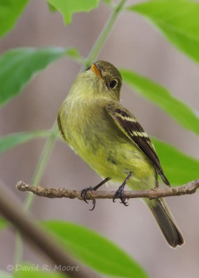 Yellow-bellied Flycatcher
