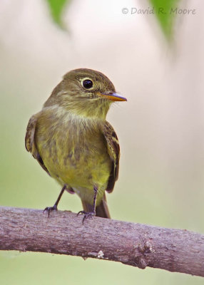 Yellow-bellied Flycatcher