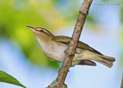 Red-eyed Vireo