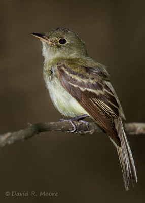 Empidonax sp.