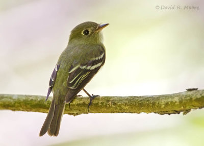 Empidonax sp.