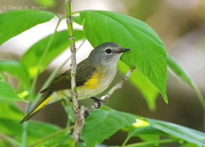 American Redstart, female