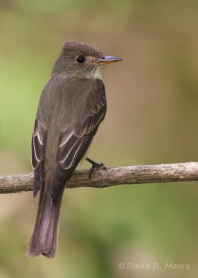 Eastern Wood-Pewee