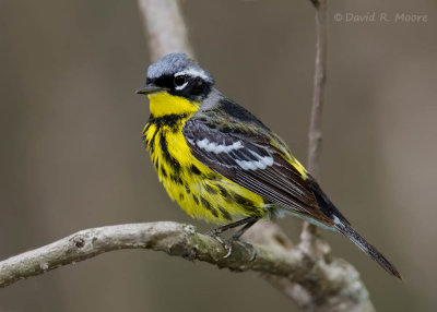 Magnolia Warbler