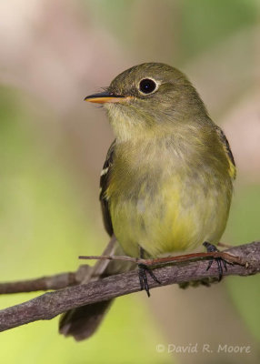 Empidonax sp.