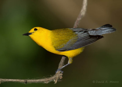 Prothonotary Warbler