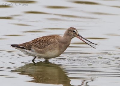 Hudsonian Godwit, juvenile