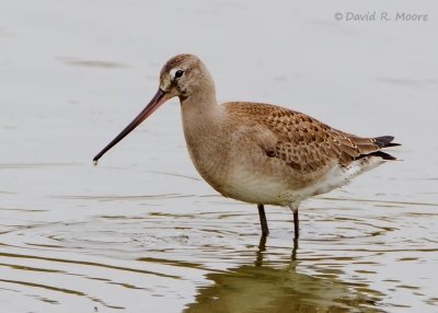 Hudsonian Godwit, juvenile