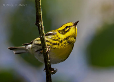 Townsend's Warbler