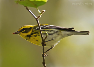 Townsend's Warbler