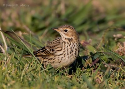 Red-throated Pipit