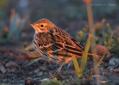 Red-throated Pipit
