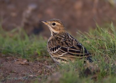 Red-throated Pipit