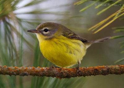 Prairie Warbler