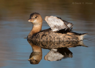 Pied-billed Grebe