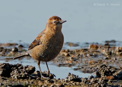 Rusty Blackbird