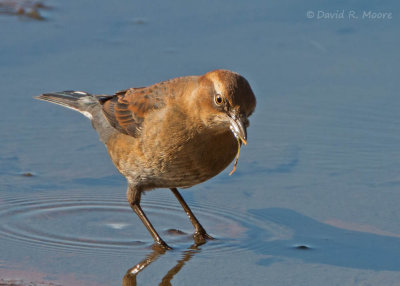 Rusty Blackbird
