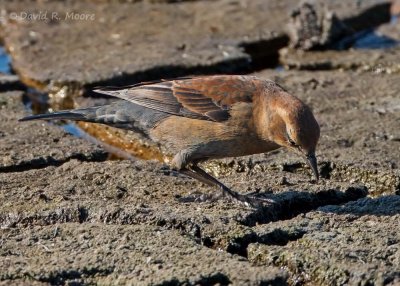 Rusty Blackbird