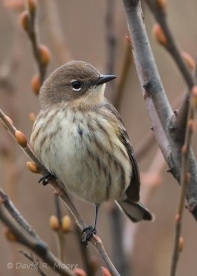 Yellow-rumped Warbler