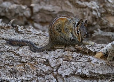 Alpine Chipmunk