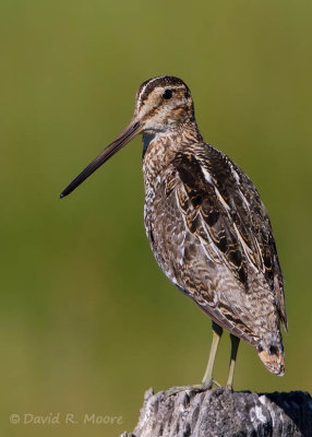 Wilson's Snipe
