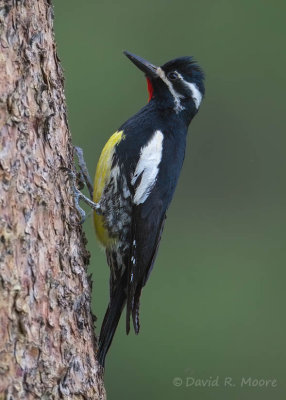 Williamson's Sapsucker, male
