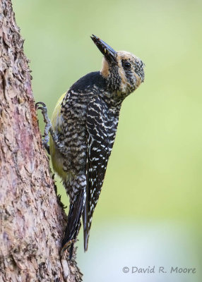 Williamson's Sapsucker, female