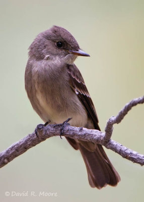 Western Wood-Pewee