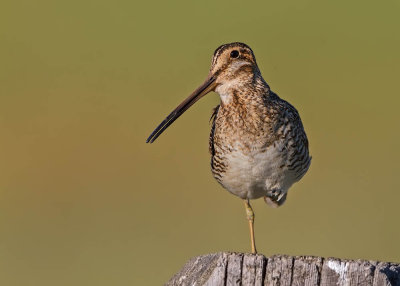 Wilson's Snipe
