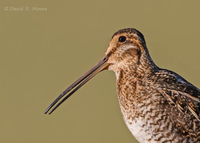 Wilson's Snipe