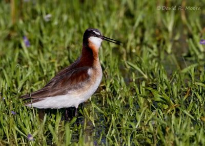 Wilson's Phalarope