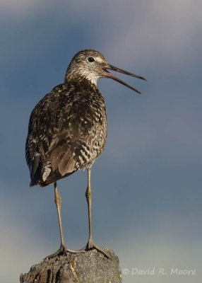 Willet