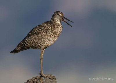 Willet