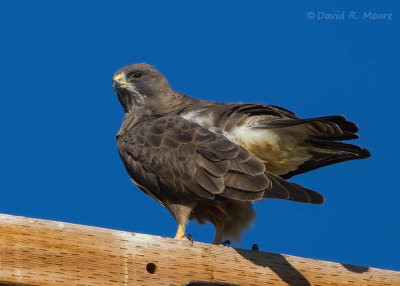 Swainson's Hawk