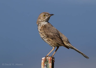 Sage Thrasher