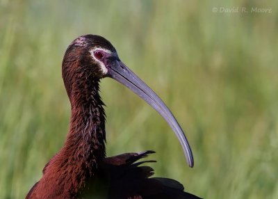 White-faced Ibis