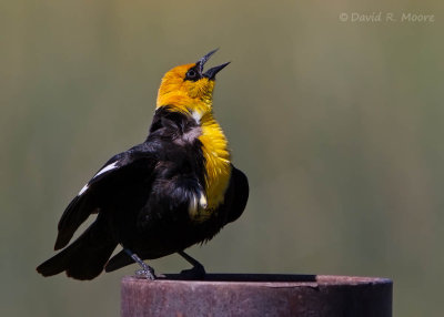 Yellow-headed Blackbird