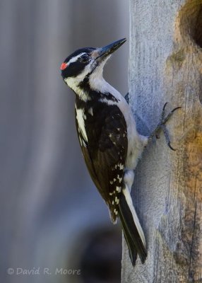 Hairy Woodpecker