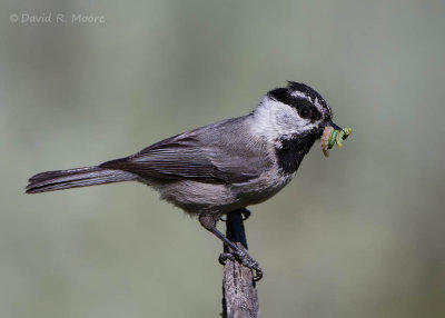 Mountain Chickadee