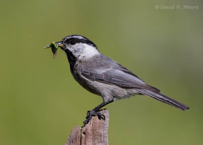 Mountain Chickadee