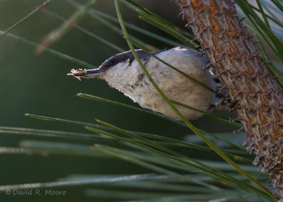 Pygmy Nuthatch